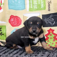 AKC- MILO, a male Rat Terrier for sale in Grovespring, MO – Photo 5 of 10