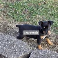 AKC- MILO, a male Rat Terrier for sale in Grovespring, MO – Photo 2 of 10