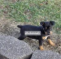 AKC- MILO, a male Rat Terrier for sale in Grovespring, MO – Photo 2 of 10