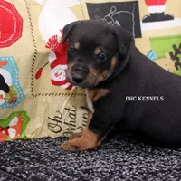 AKC- MILO, a male Rat Terrier for sale in Grovespring, MO – Photo 6 of 10