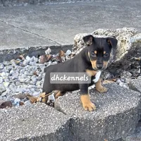 AKC- MILO, a male Rat Terrier for sale in Grovespring, MO – Photo 4 of 10