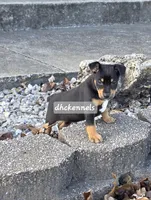 AKC- MILO, a male Rat Terrier for sale in Grovespring, MO – Photo 4 of 10