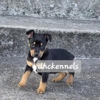 AKC- MILO, a male Rat Terrier for sale in Grovespring, MO – Photo 1 of 10