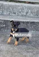 AKC- MILO, a male Rat Terrier for sale in Grovespring, MO – Photo 1 of 10