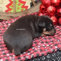 AKC- MILO, a male Rat Terrier for sale in Grovespring, MO – Photo 10 of 10