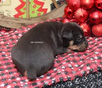 AKC- MILO, a male Rat Terrier for sale in Grovespring, MO – Photo 10 of 10