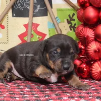 AKC- MILO, a male Rat Terrier for sale in Grovespring, MO – Photo 8 of 10