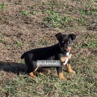 AKC- MILO, a male Rat Terrier for sale in Grovespring, MO – Photo 3 of 10