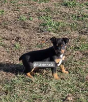 AKC- MILO, a male Rat Terrier for sale in Grovespring, MO – Photo 3 of 10