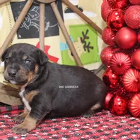 AKC- MILO, a male Rat Terrier for sale in Grovespring, MO – Photo 9 of 10