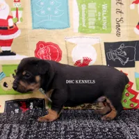 AKC- MILO, a male Rat Terrier for sale in Grovespring, MO – Photo 7 of 10