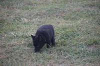 Penny- AKC Female- docked tail, a female Schipperke for sale in Grovespring, MO – 2 of 3
