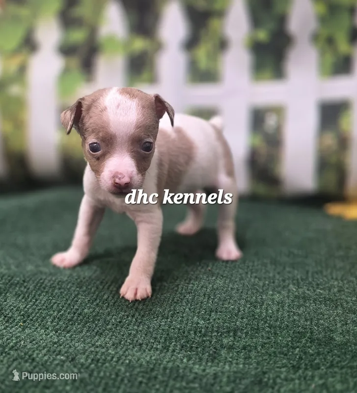 MALE MERLE TOY – Rat Terrier puppy for sale in Grovespring, MO