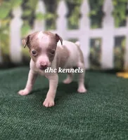 MALE MERLE TOY, a male Rat Terrier for sale in Grovespring, MO – 1 of 3