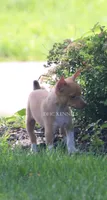 COPPER- APRICOT/WHITE MINI , a male Rat Terrier for sale in Grovespring, MO – 3 of 4