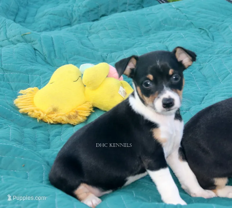 Rocket- AKC Mini Male – Rat Terrier puppy for sale in Grovespring, MO