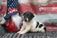 Rebel- AKC Mini Male, a male Rat Terrier for sale in Grovespring, MO – 5 of 5