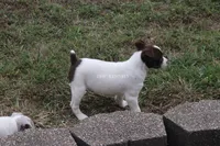 MALE CHOCOLATE TRI, a male Rat Terrier for sale in Grovespring, MO – 3 of 4