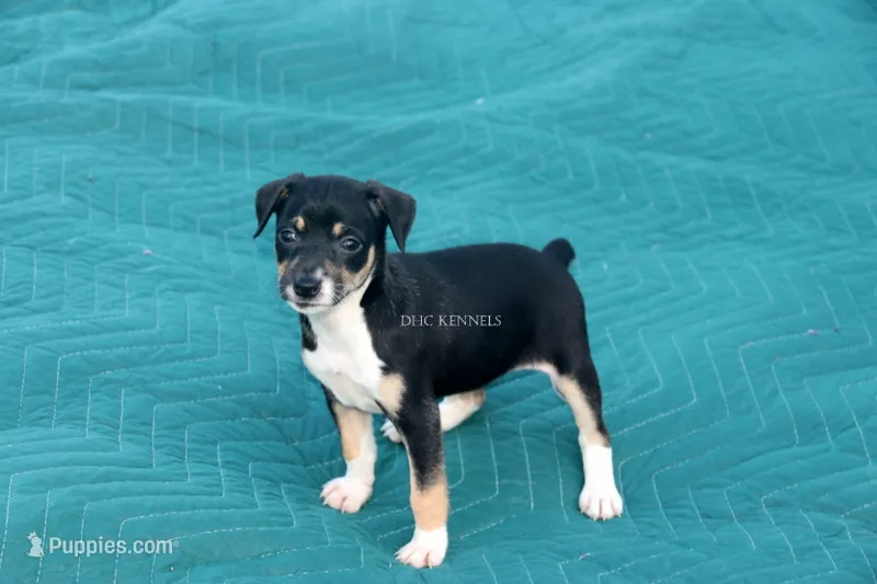 Sizzle- AKC Mini Female – Rat Terrier puppy for sale in Grovespring, MO