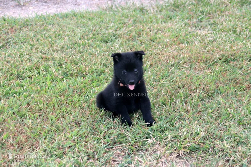 Penny- AKC Female- docked tail – Schipperke puppy for sale in Grovespring, MO