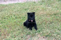Penny- AKC Female- docked tail, a female Schipperke for sale in Grovespring, MO – 1 of 3