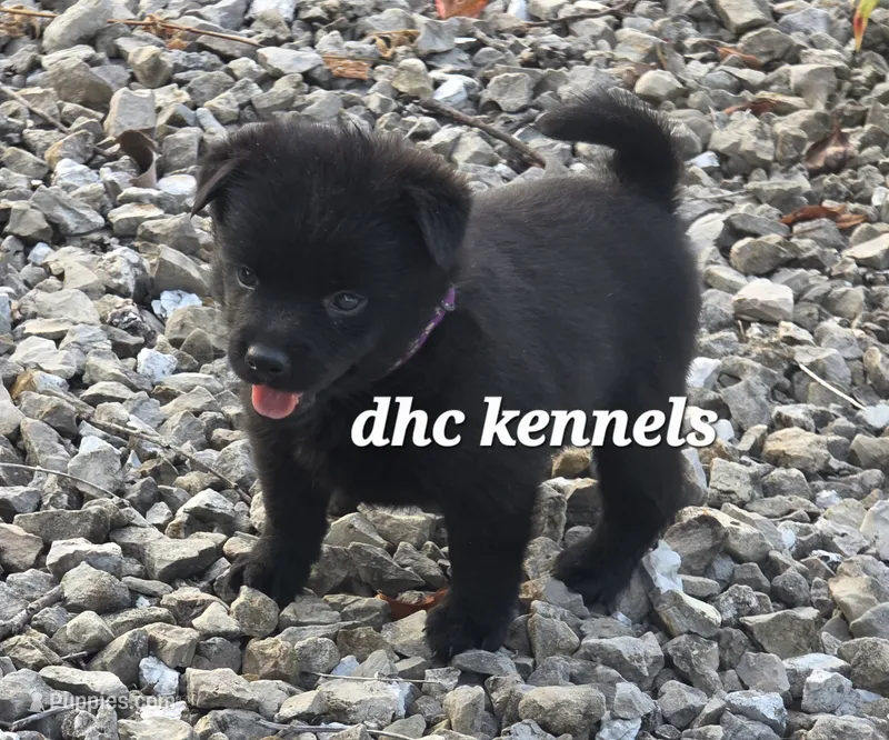 Pepper-AKC female (natural tail) – Schipperke puppy for sale in Grovespring, MO