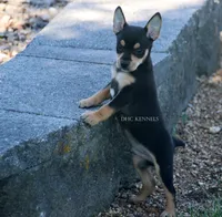 CANYON- BLK/TAN MINI MALE, a male Rat Terrier for sale in Grovespring, MO – 1 of 2