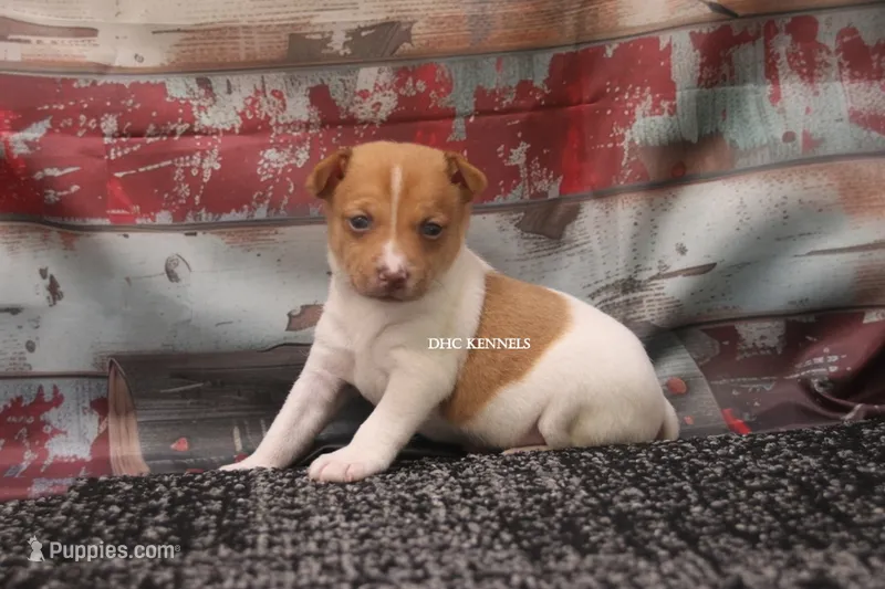 TANNER- RED/WHT MINI MALE – Rat Terrier puppy for sale in Grovespring, MO
