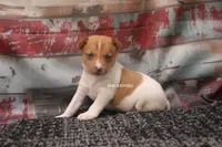 TANNER- RED/WHT MINI MALE, a male Rat Terrier for sale in Grovespring, MO – 1 of 3