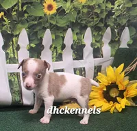 MALE MERLE TOY, a male Rat Terrier for sale in Grovespring, MO – 2 of 3