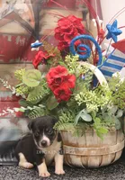 Dixie- AKC Mini Female, a female Rat Terrier for sale in Grovespring, MO – 4 of 4