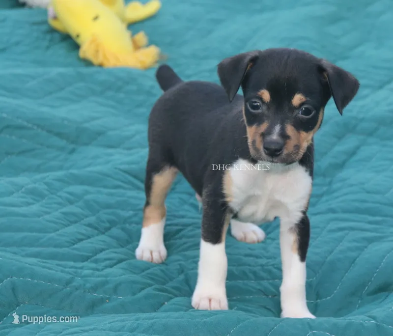 Rider- AKC Mini Male – Rat Terrier puppy for sale in Grovespring, MO