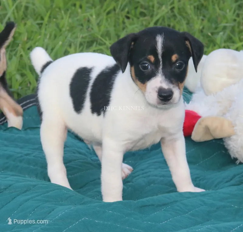 Journey- AKC Mini Male – Rat Terrier puppy for sale in Grovespring, MO