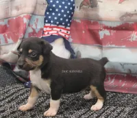 Ranger- tri male, a male Rat Terrier for sale in Grovespring, MO – 6 of 6