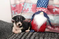 Rocket- AKC Mini Male, a male Rat Terrier for sale in Grovespring, MO – 4 of 6