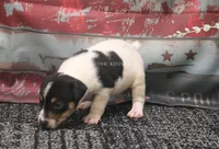 Journey- AKC Mini Male, a male Rat Terrier for sale in Grovespring, MO – 2 of 4