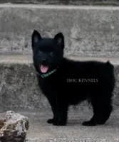 WINSTON- AKC MALE -DOCKED TAIL, a male Schipperke for sale in Grovespring, MO – 3 of 3