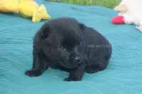 Fancy- AKC Female (docked tail), a female Schipperke for sale in Grovespring, MO – 2 of 3