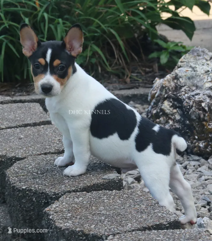 AKC DIESEL-STANDARD SIZE – Rat Terrier puppy for sale in Grovespring, MO