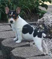 AKC DIESEL-STANDARD SIZE, a male Rat Terrier for sale in Grovespring, MO – 1 of 4