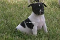 Mini Male , a male Rat Terrier for sale in Grovespring, MO – 3 of 3