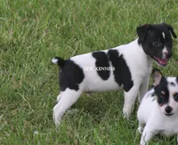 Mini Male , a male Rat Terrier for sale in Grovespring, MO – 2 of 3