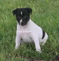Mini Male , a male Rat Terrier for sale in Grovespring, MO – 1 of 3