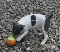 Dakota MINI BLUE TRI MALE, a female Rat Terrier for sale in Grovespring, MO – 4 of 7