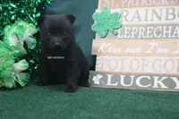 AKC RAINBOW, a female Schipperke for sale in Grovespring, MO – Photo 2 of 3