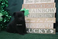 AKC RAINBOW, a female Schipperke for sale in Grovespring, MO – Photo 1 of 3