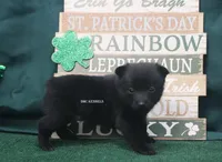 AKC RAINBOW, a female Schipperke for sale in Grovespring, MO – Photo 3 of 3