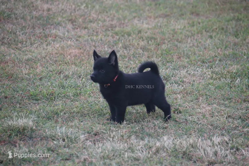 Sissy- AKC female (natural tail) – Schipperke puppy for sale in Grovespring, MO