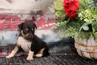 Ranger- tri male, a male Rat Terrier for sale in Grovespring, MO – 3 of 6
