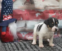 Journey- AKC Mini Male, a male Rat Terrier for sale in Grovespring, MO – 3 of 4